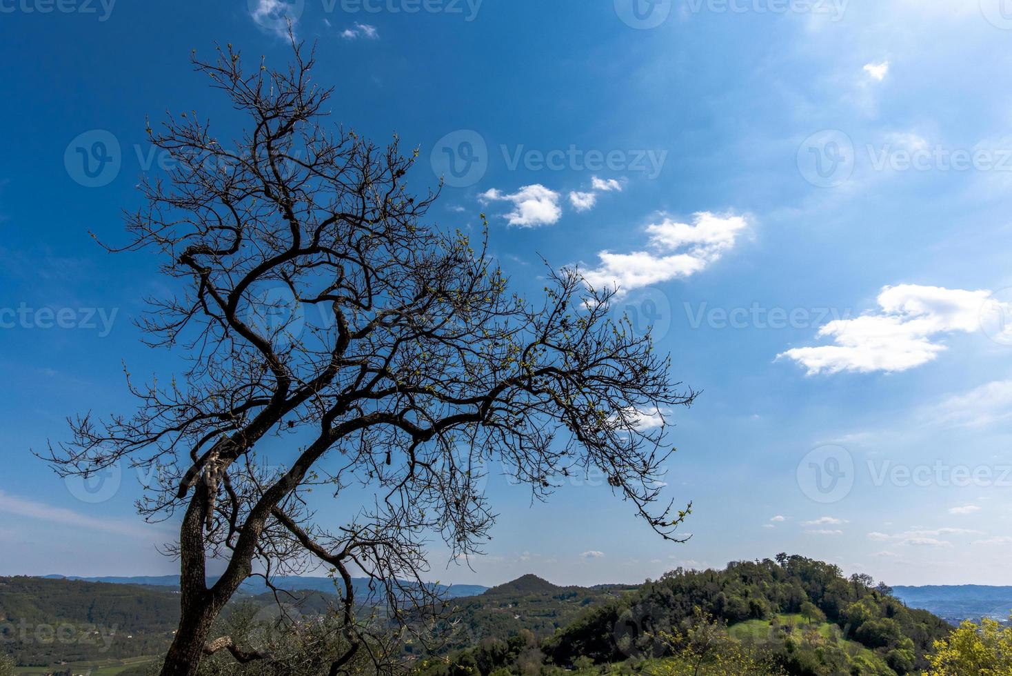 2021418 Castelgomberto tree profiles photo