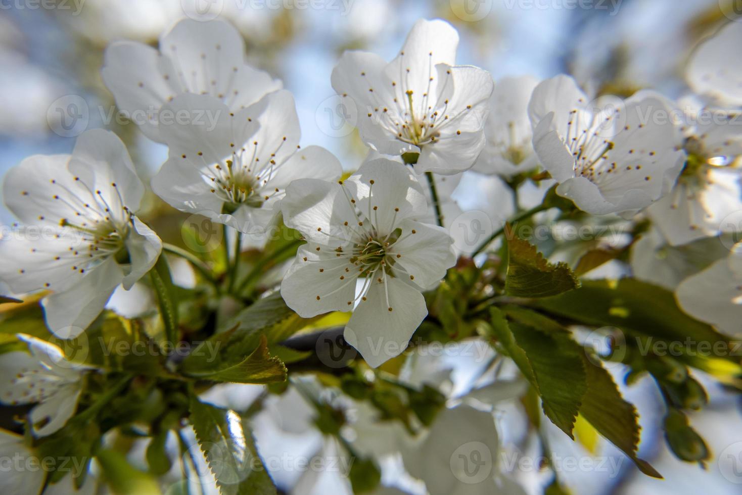 202144 flores de cerezo de montemezzo foto