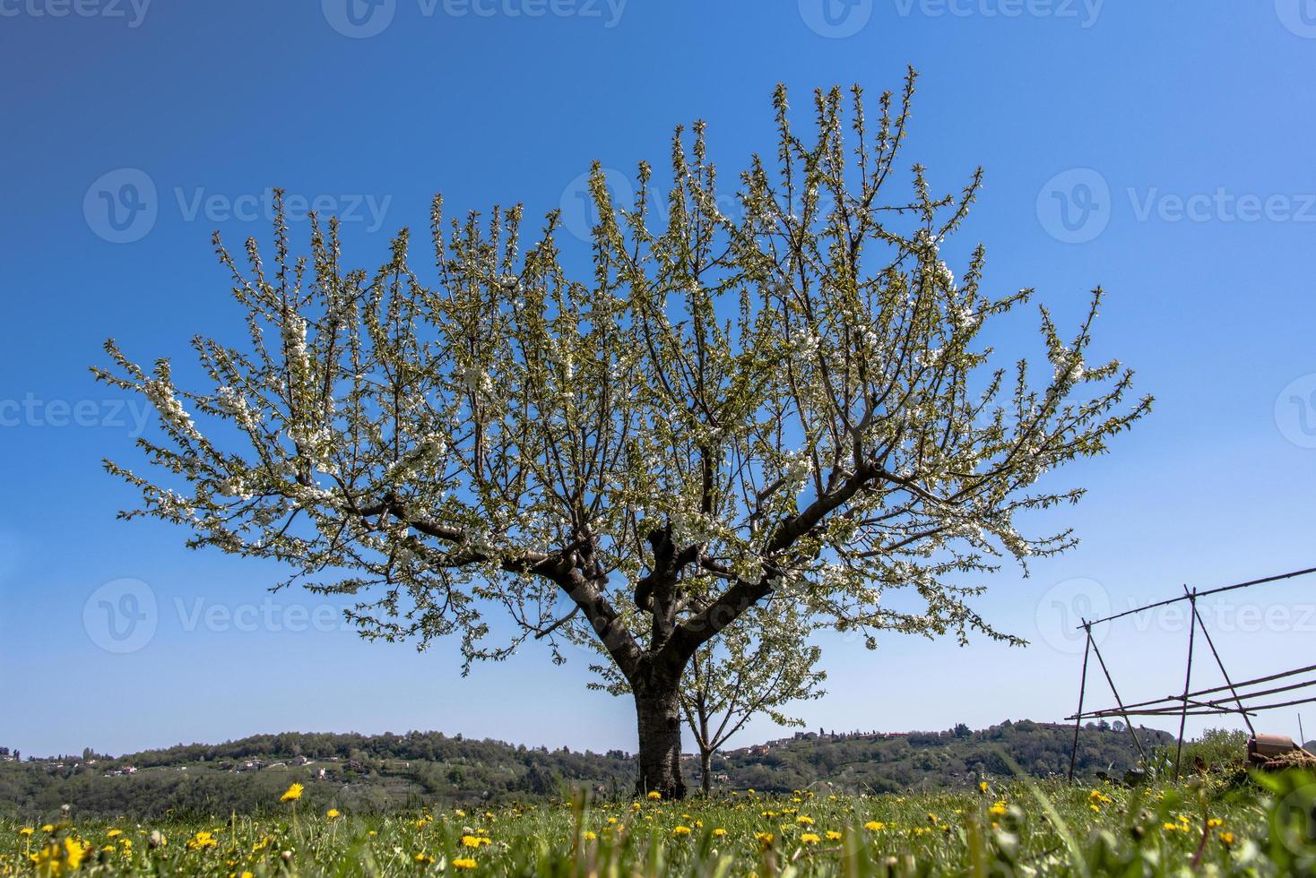 202144 flor de cerezo sovizzo foto