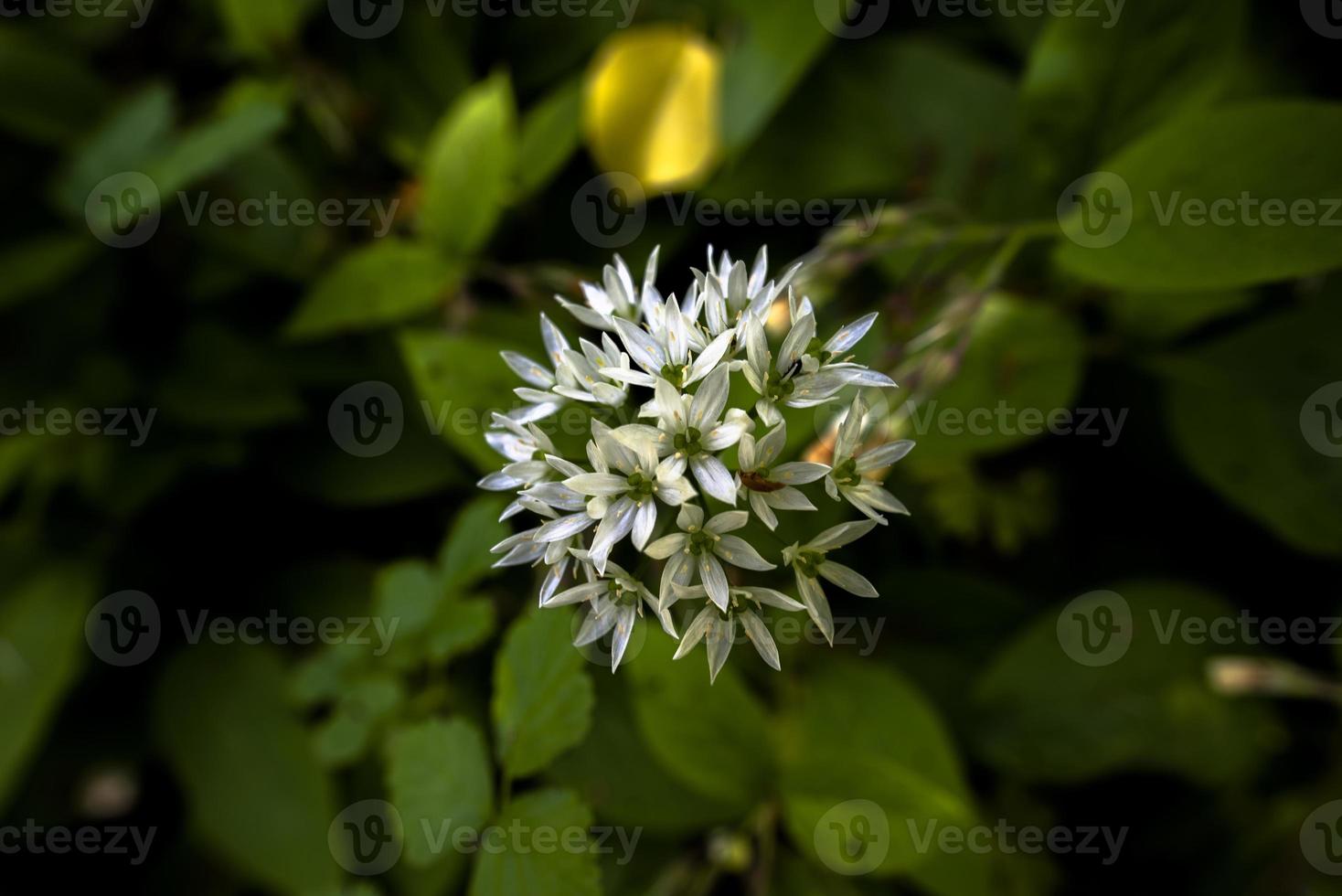 2021427 Sovizzo Allium ursinum 2 photo