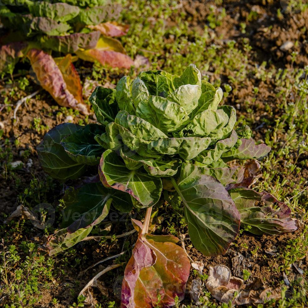 20210327 close up of a green cabbage photo