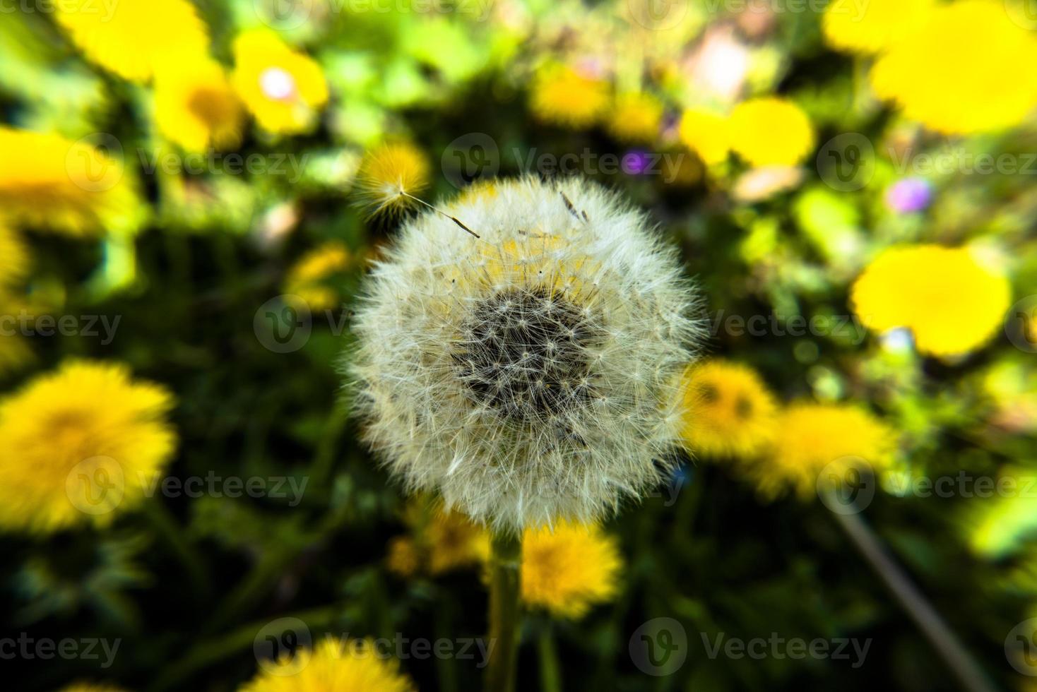 202144 Montemezzo dandelion photo