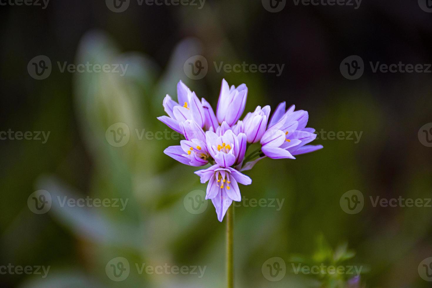 natural bouquet of wild purple flowers photo