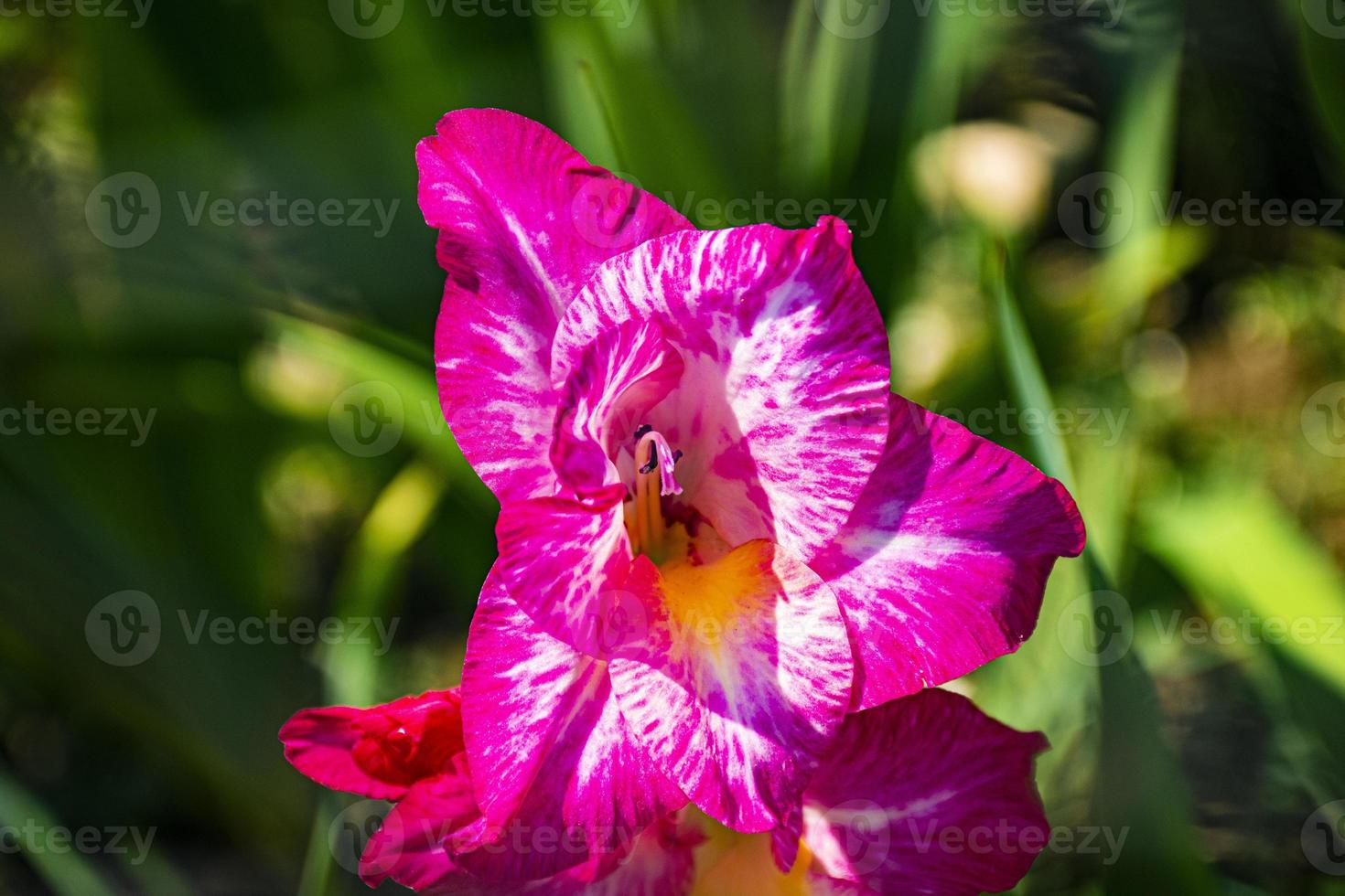 Pink Iris in spain photo