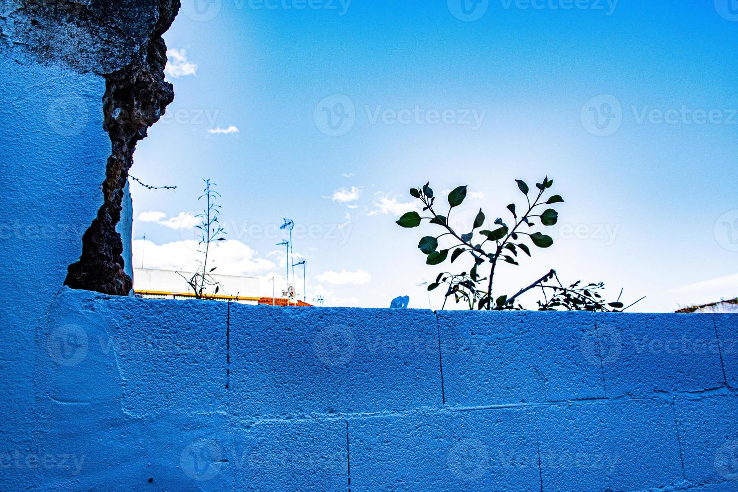 blue bricks small plant and lots of sky photo