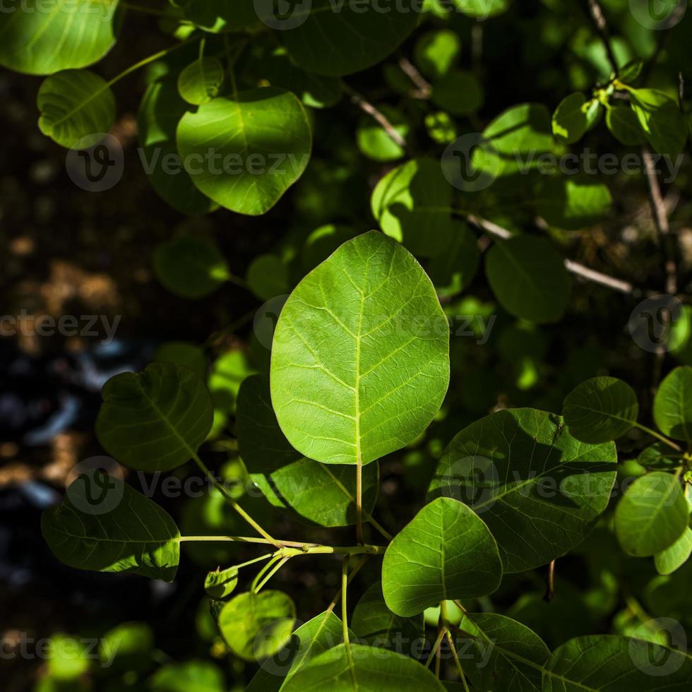 20210501 Grancona Cotinus coggygria photo