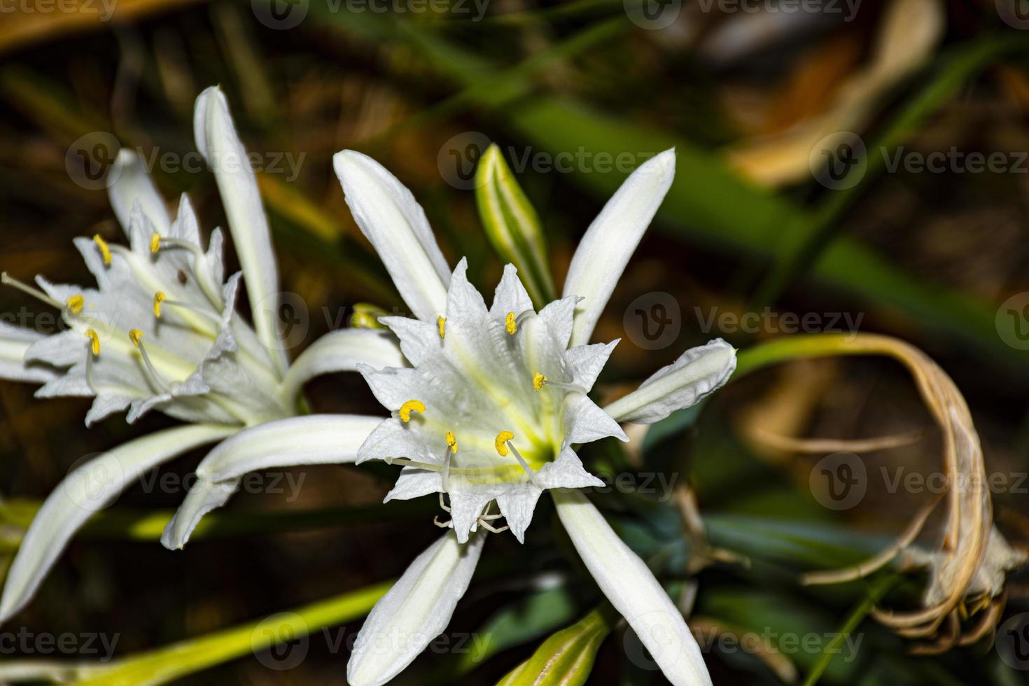 flor de lluvia pancratium maritimum foto