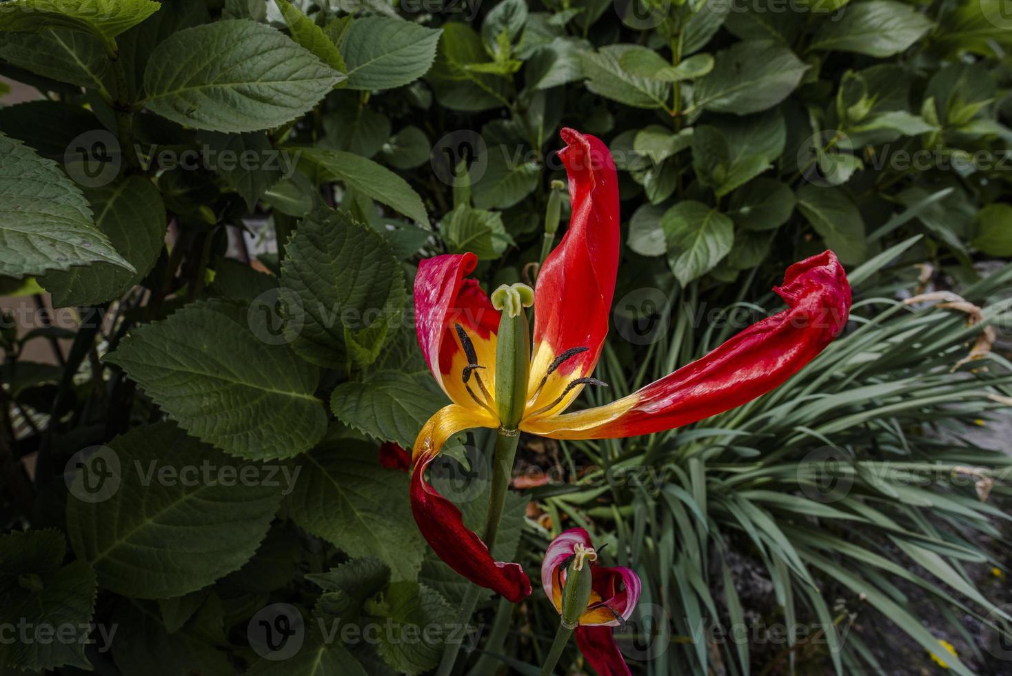 20210501 Grancona tulip withered photo