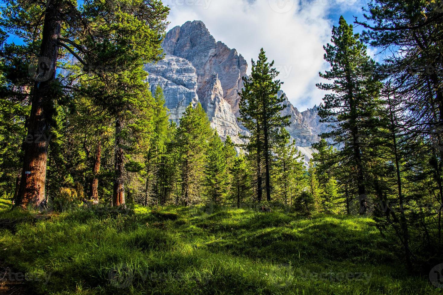 Forest and dolomites photo