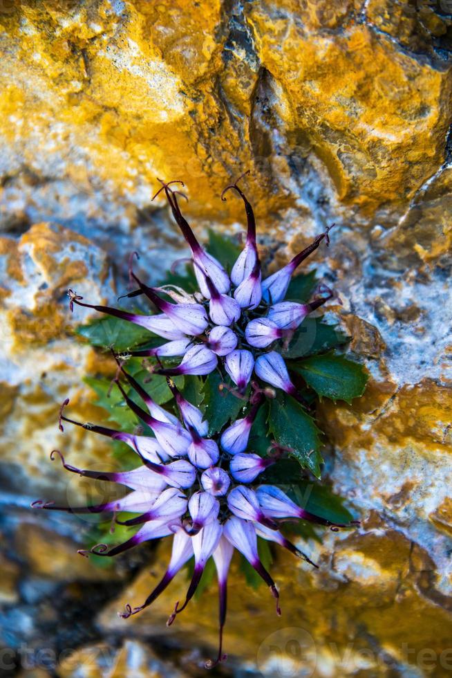 Physoplexis comosa rampions photo