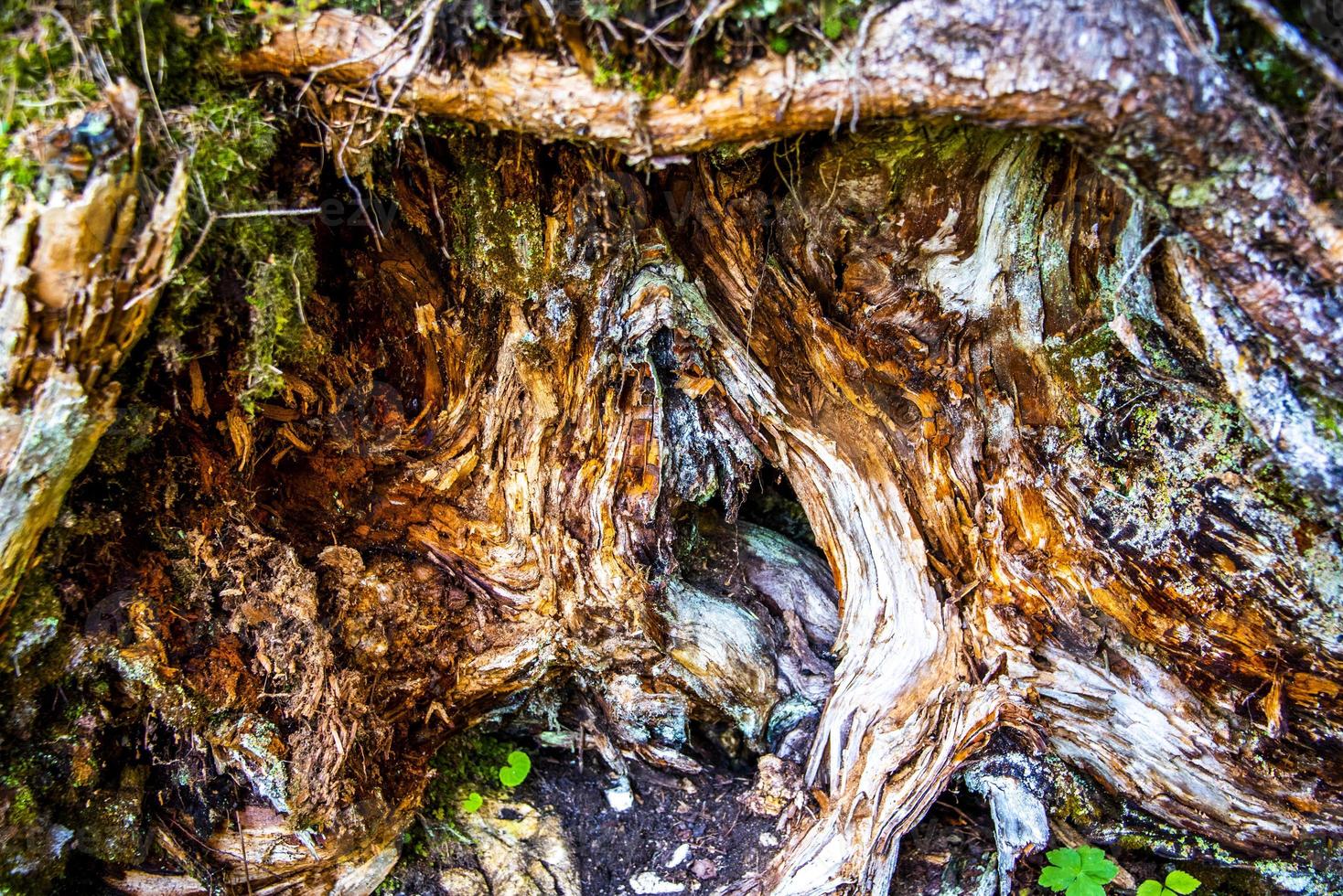 Wood texture close-up photo