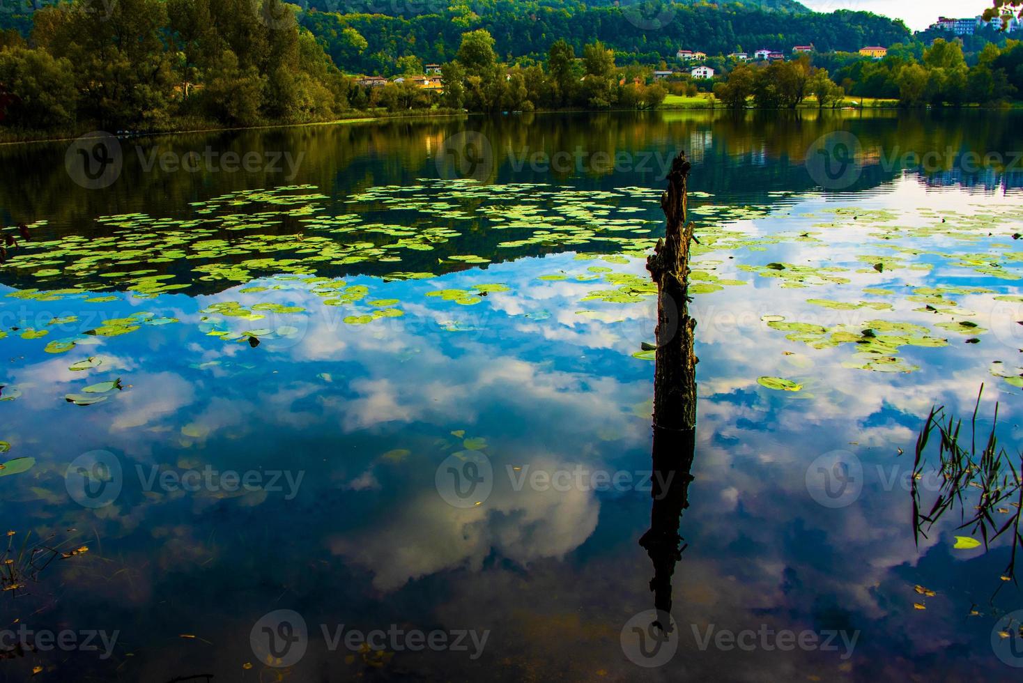 agua y hojas de nenúfar foto