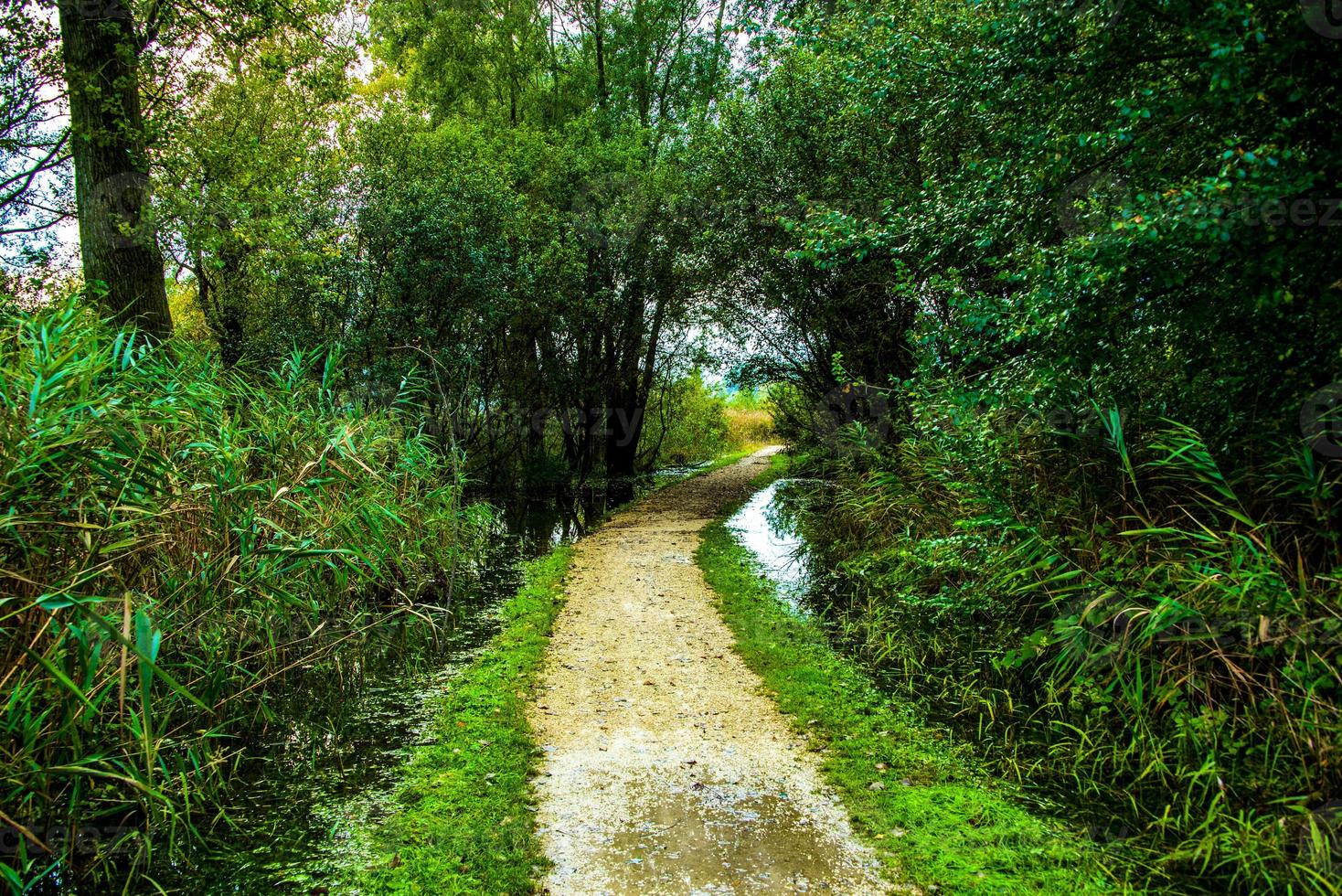 Path between swamps photo