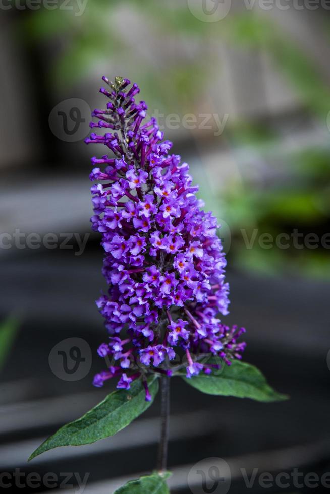 Purple buddleja davidii photo