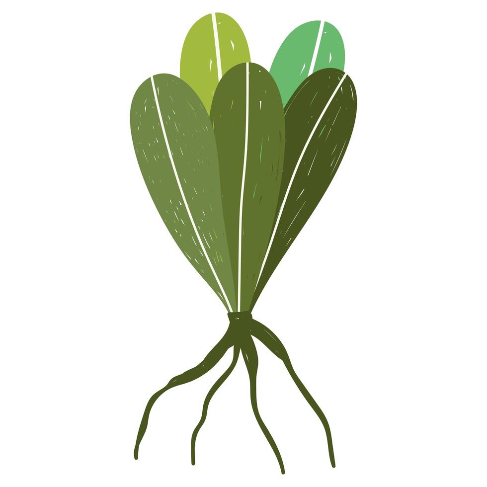 gardening or horticulture lettuce vegetable hand drawn color vector