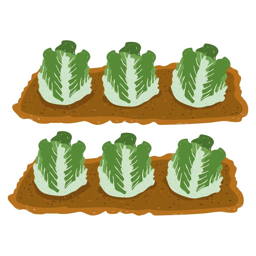 gardening cabbage fresh vegetable plantation hand drawn color vector