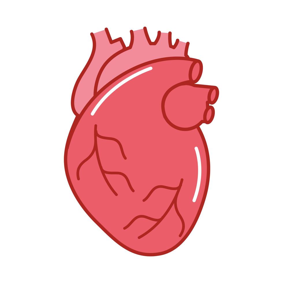 órgano del corazón humano vector