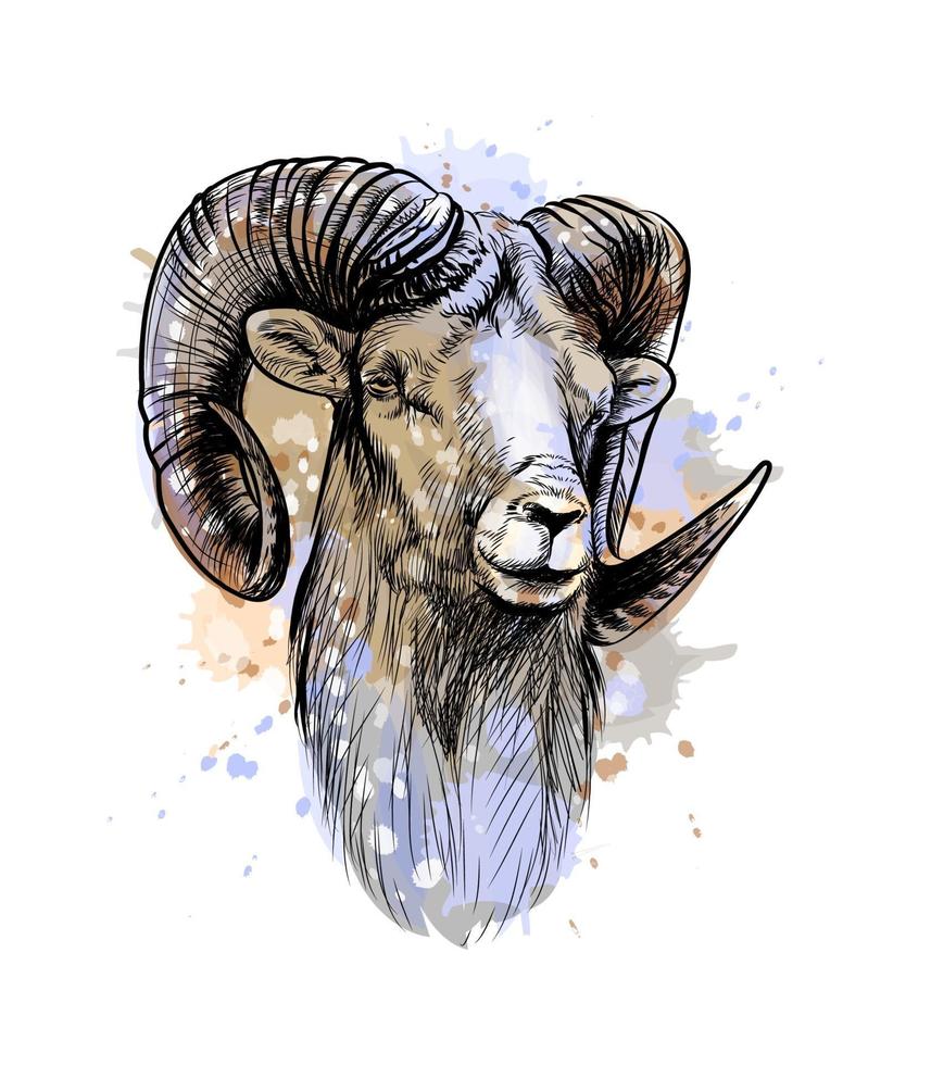 Bighorn Sheep mountain sheep from a splash of watercolor hand drawn sketch Vector illustration of paints