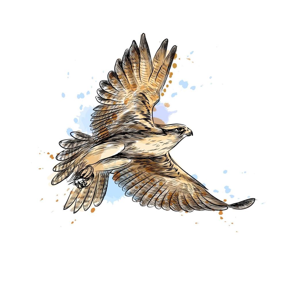 Falcon in flight from a splash of watercolor hand drawn sketch Vector illustration of paints