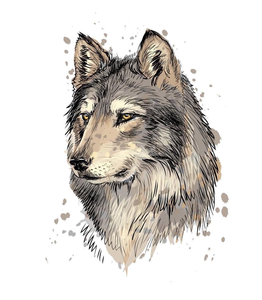 Portrait of a wolf head from a splash of watercolor hand drawn sketch Vector illustration of paints