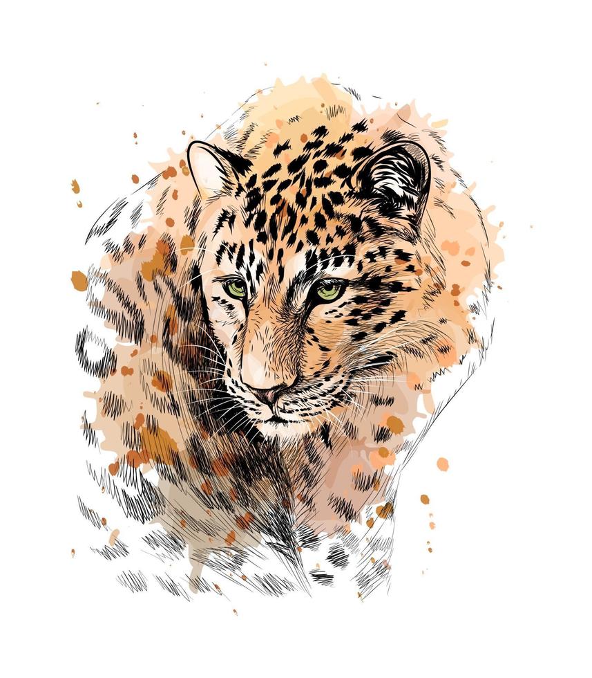 Portrait of a leopard from a splash of watercolor hand drawn sketch Vector illustration of paints