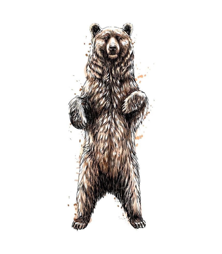 Brown bear standing on his hind legs from a splash of watercolor hand drawn sketch Vector illustration of paints