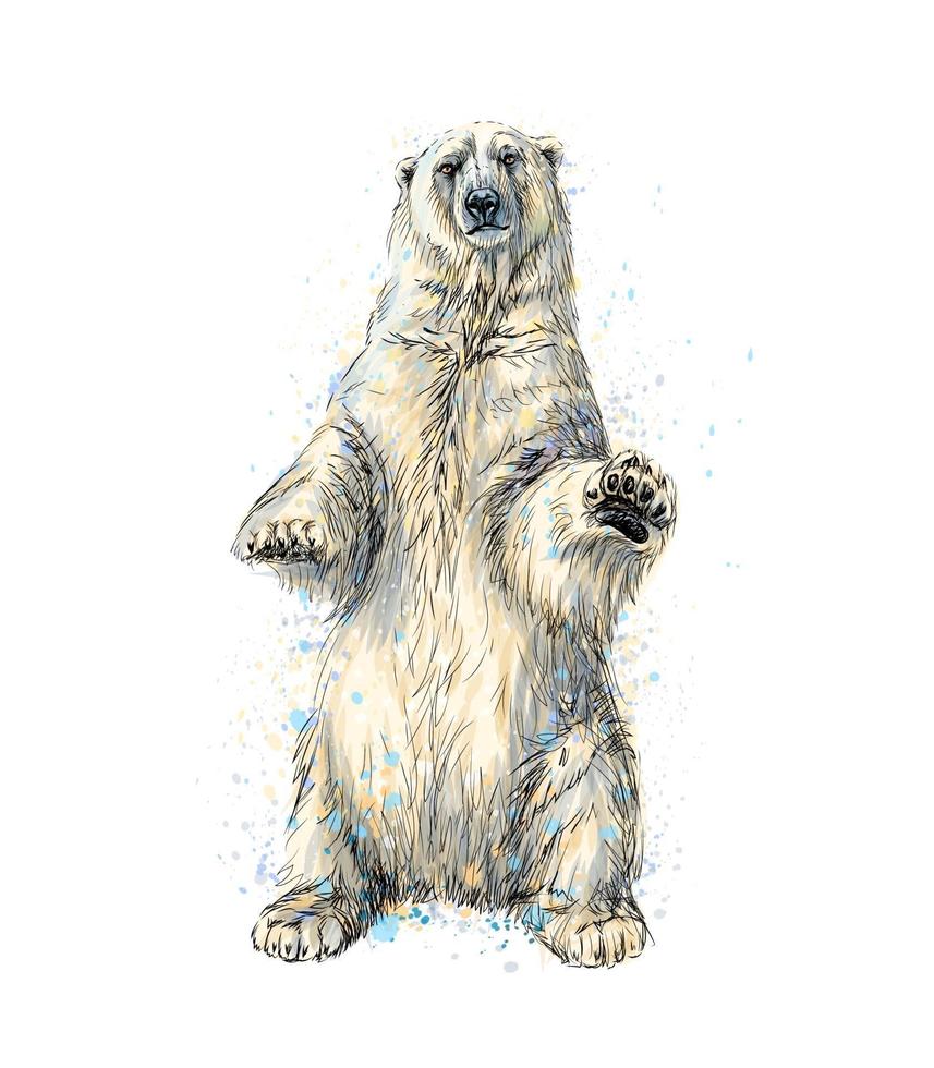 Abstract polar bear sitting from a splash of watercolor hand drawn sketch Vector illustration of paints