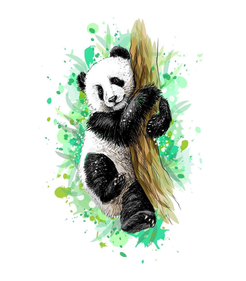 Panda baby cub sitting on a tree from a splash of watercolor hand drawn sketch Vector illustration of paints