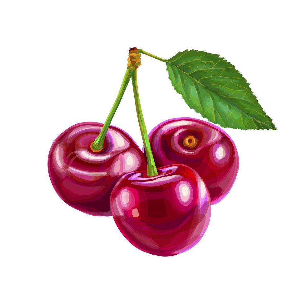 Cherry Sweet fruit on a white background Vector realistic illustration