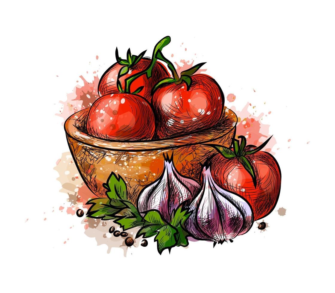 Tomates y ajo de un chorrito de acuarela boceto dibujado a mano ilustración vectorial de pinturas vector