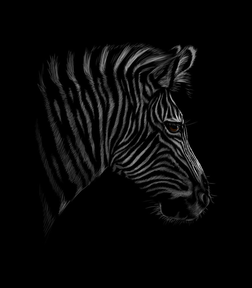 Portrait of a zebra head on a black background Vector illustration