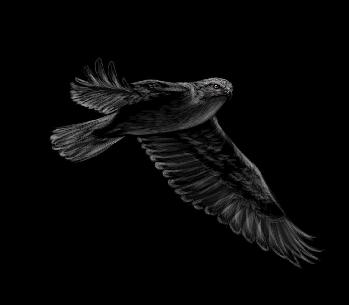Portrait of a flying falcon on a black background Vector illustration