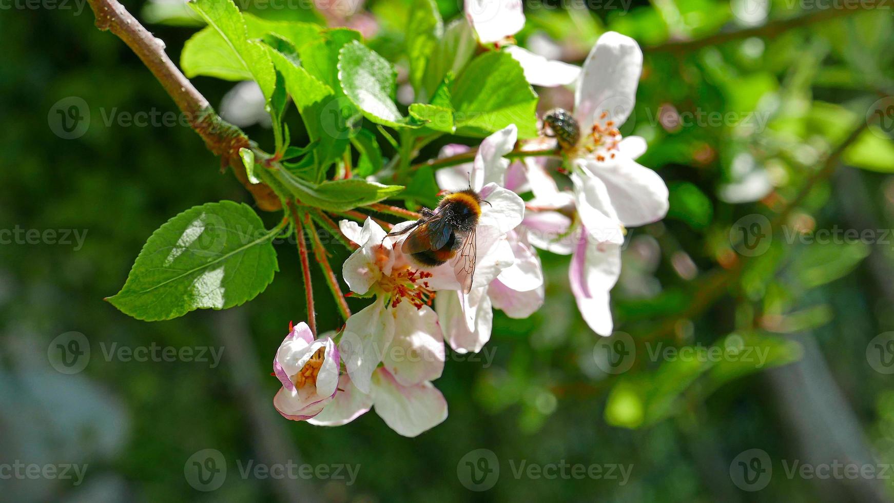 abeja en la flor blanca foto