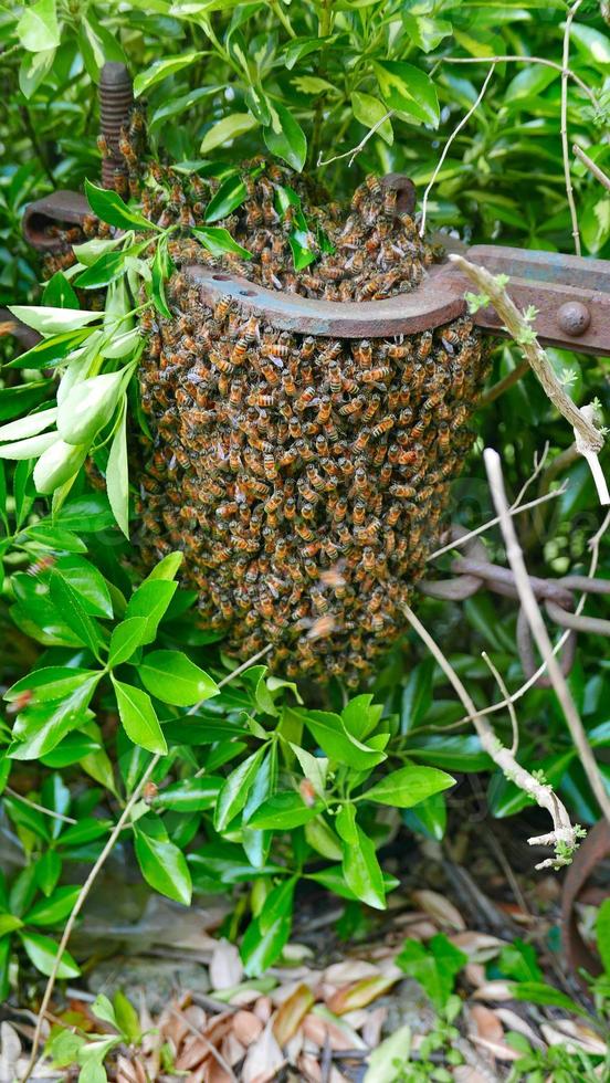 Enjambre natural de abejas en el campo. foto