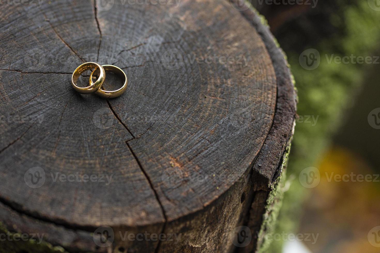 anillos de boda planteados en el tronco de un árbol foto