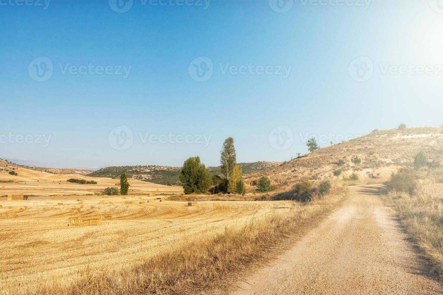 Campo sembrado con cereales en un día soleado con cielo azul foto