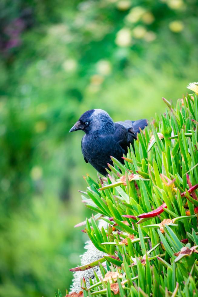 Starling in its natural environment photo