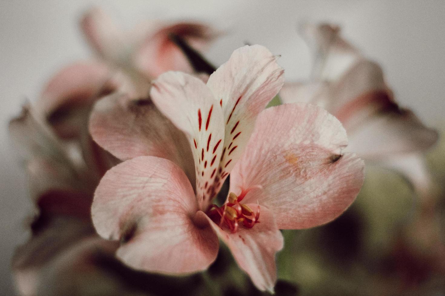 Fotografía de enfoque selectivo de flor de pétalos de rosa foto