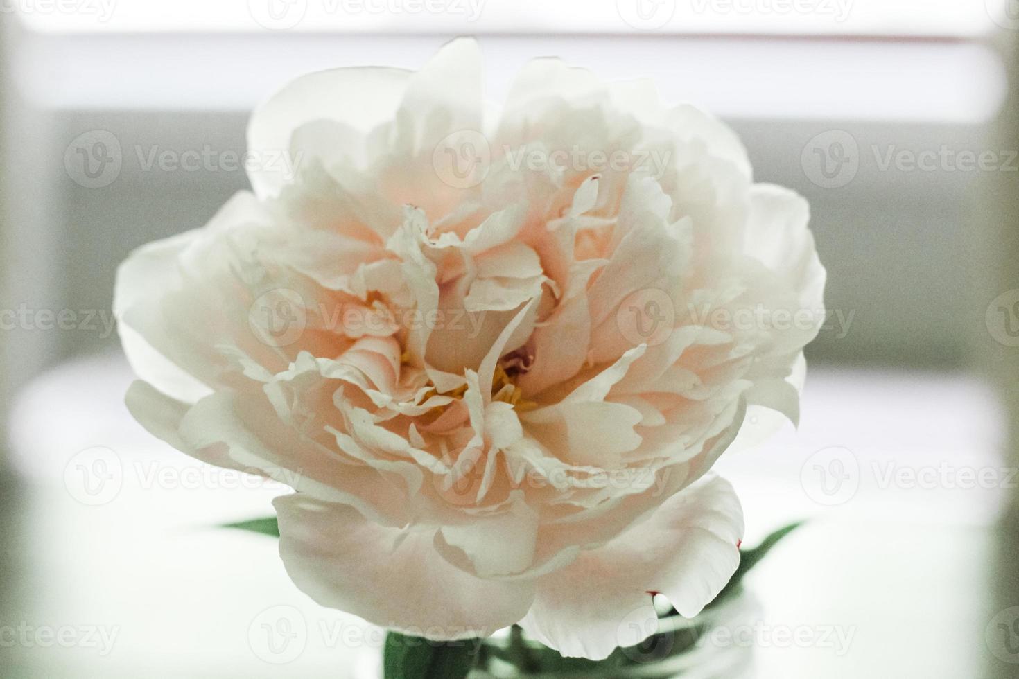 selective focus photography of white petaled flower photo