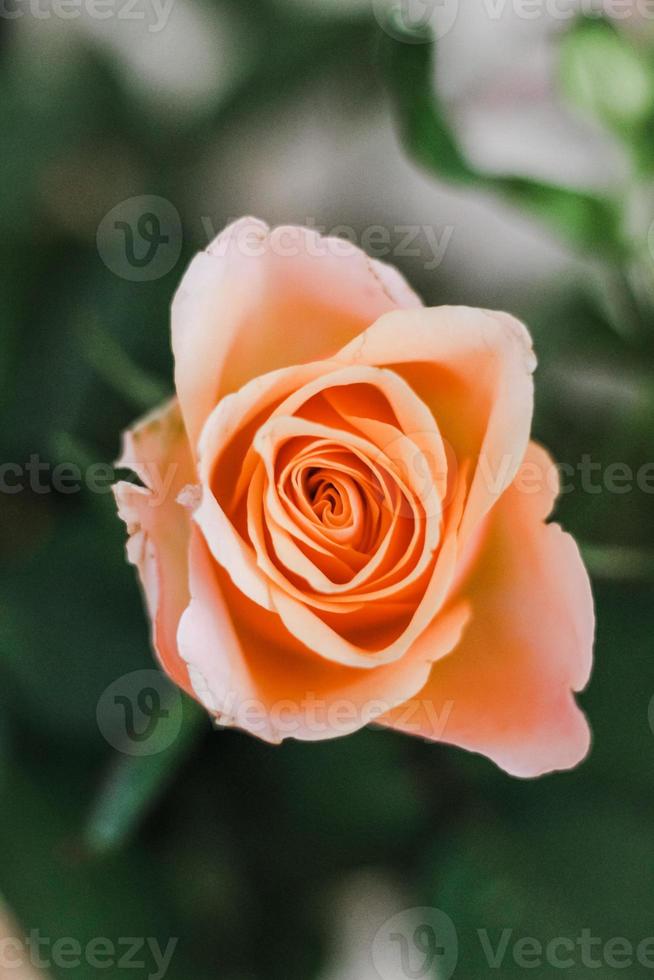 peach colored rose photo
