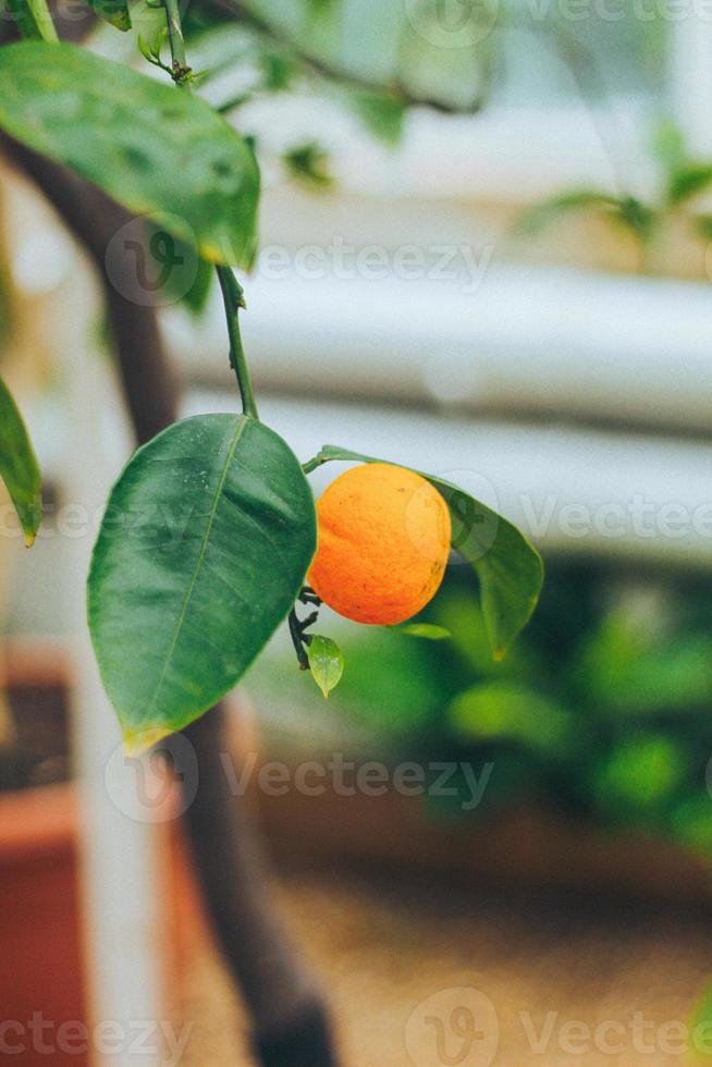 fruta naranja en el árbol foto