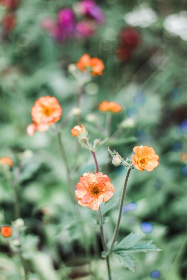 flores de pétalos de naranja foto