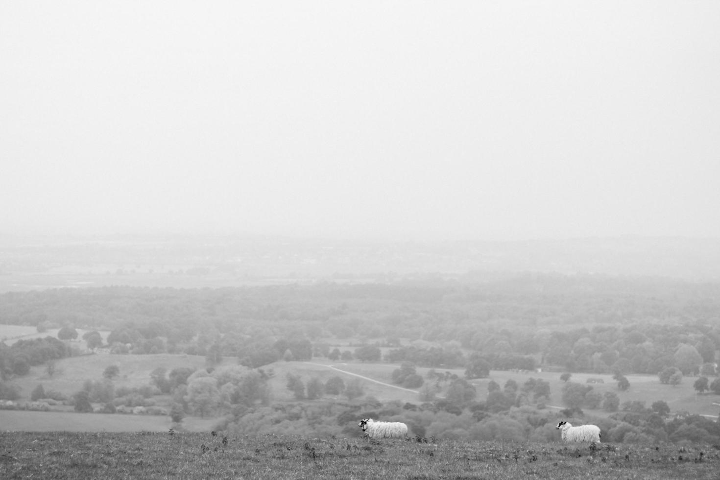 dos ovejas blancas en el campo de hierba foto