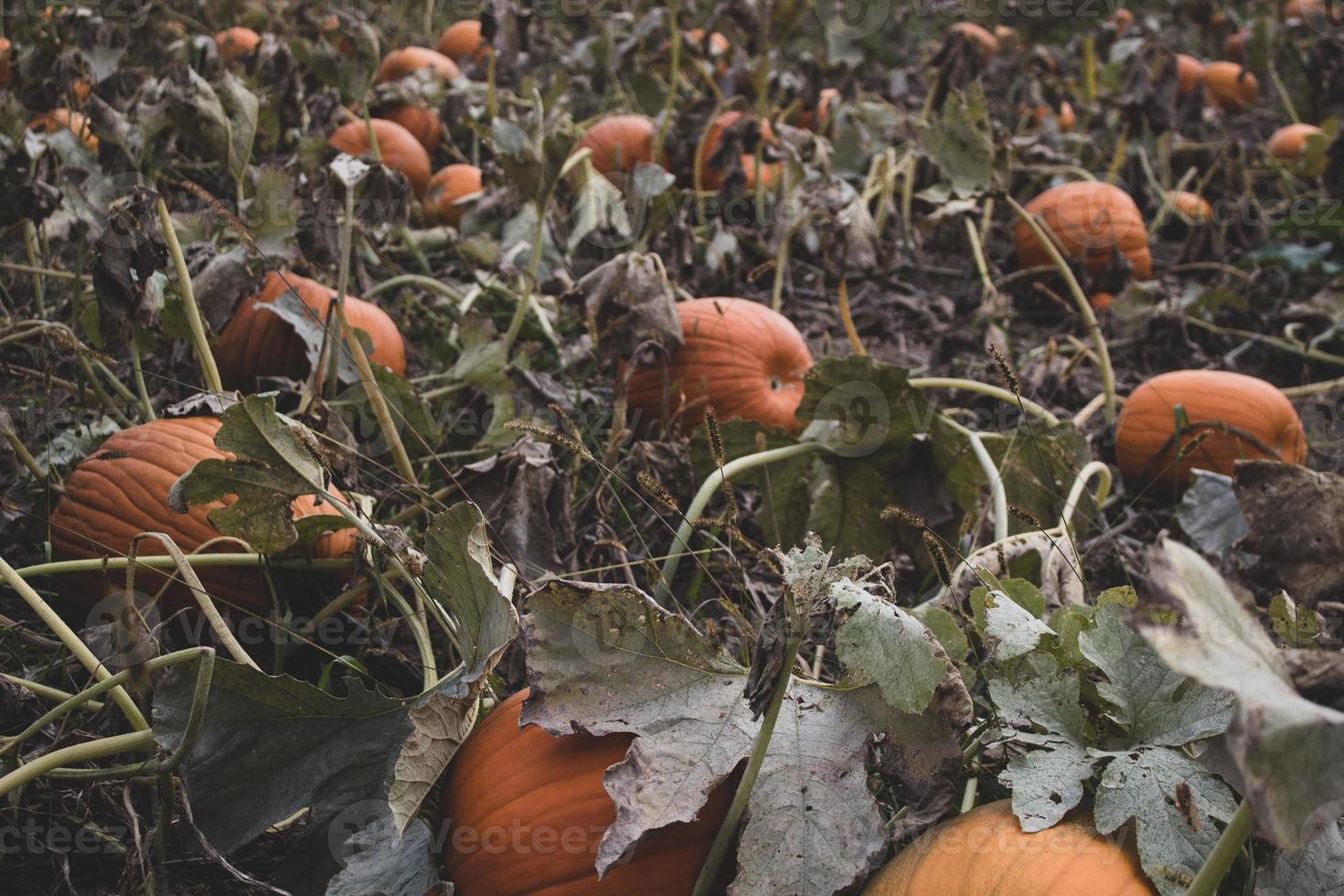 pumpkins on ground photo