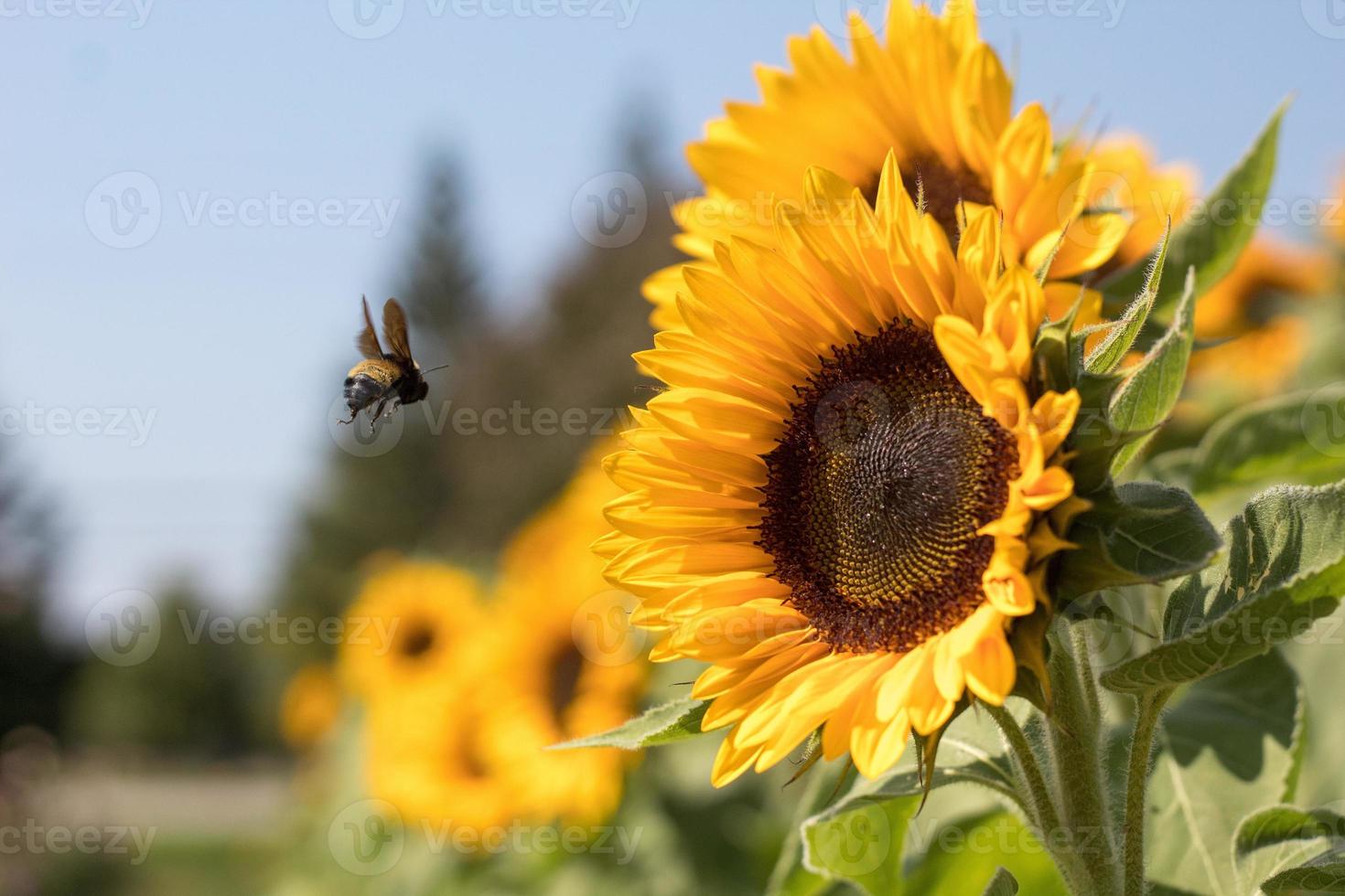 bee facing sunflower photo