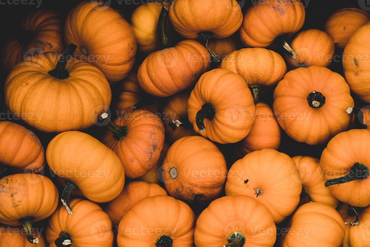 lote de calabaza naranja foto