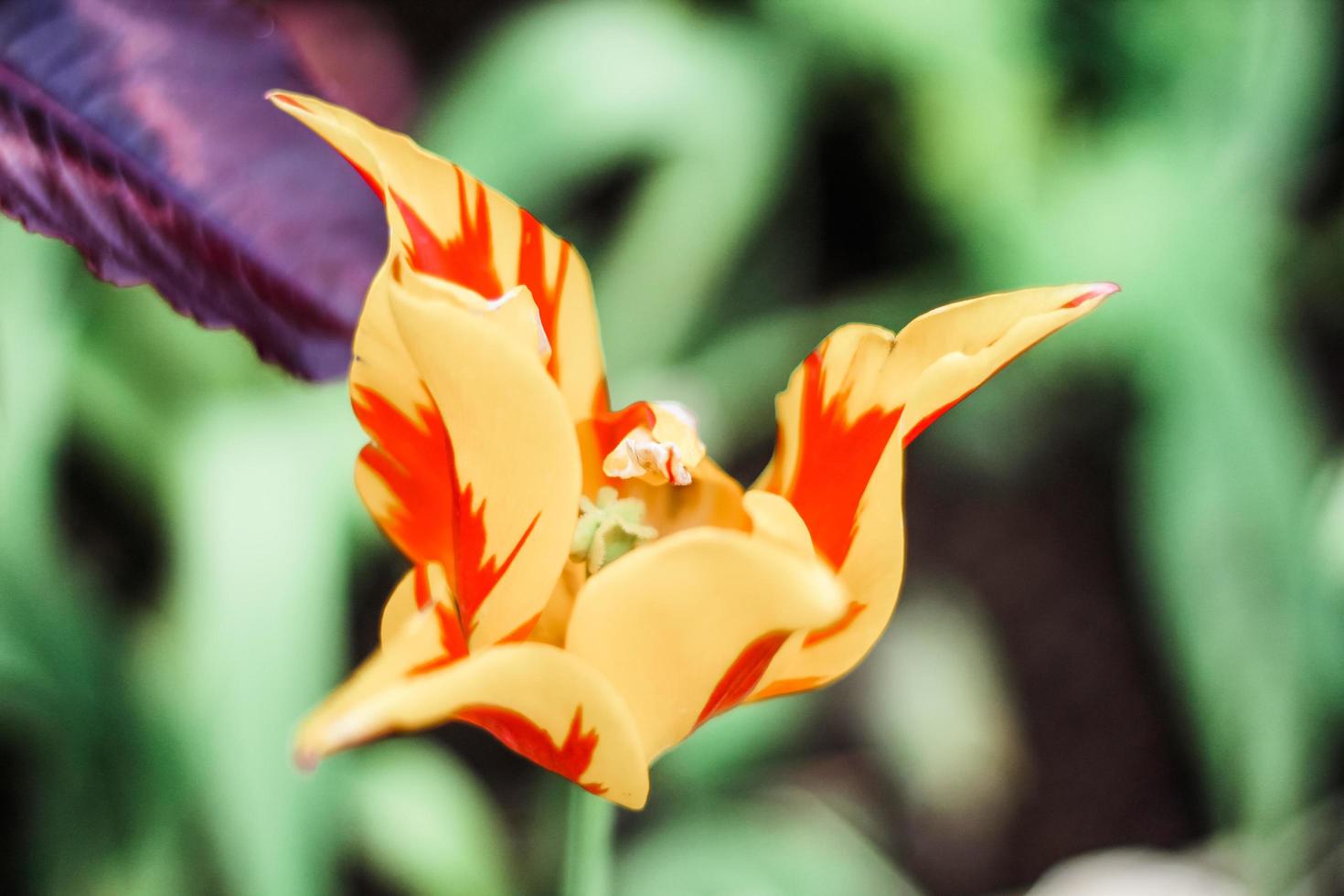 Fotografía de enfoque selectivo de flor de pétalos amarillos y rojos foto