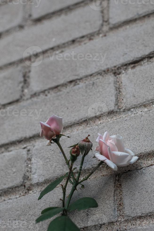 white rose on wall photo