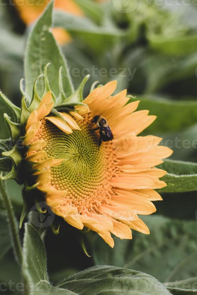 Fotografía macro de girasol amarillo foto