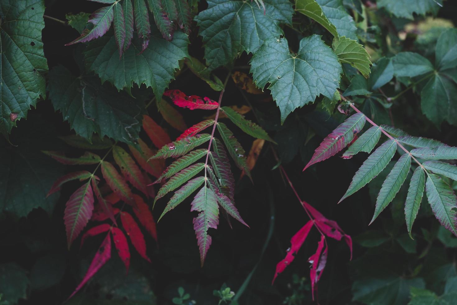 planta de hojas verdes foto